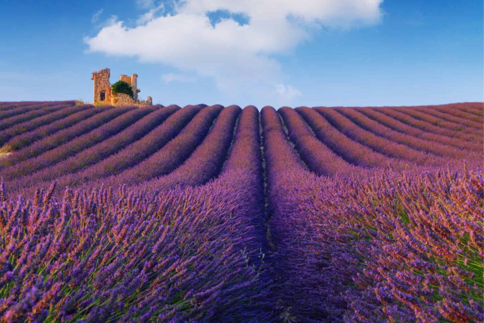 Champ de lavande en fleur avec un mas provençal en arrière-plan